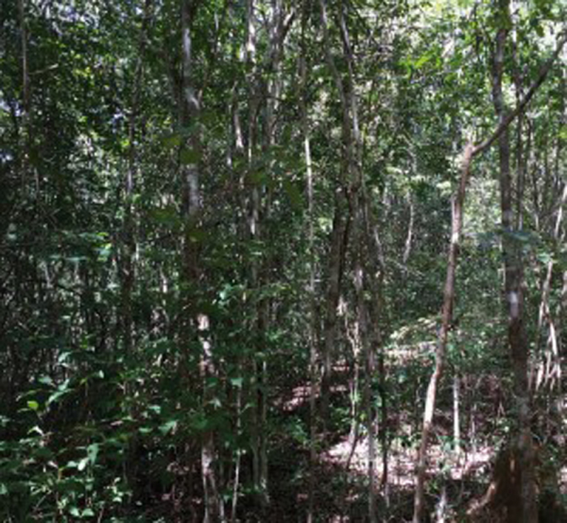 Photo 3 : Forêt sèche dégradée