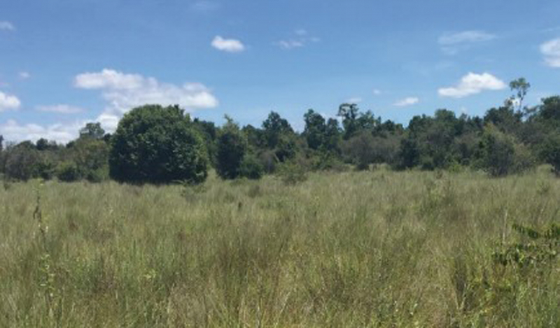 Photo 4 : Savane herbeuse et savane arborée